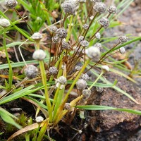 Eriocaulon thwaitesii Körn.